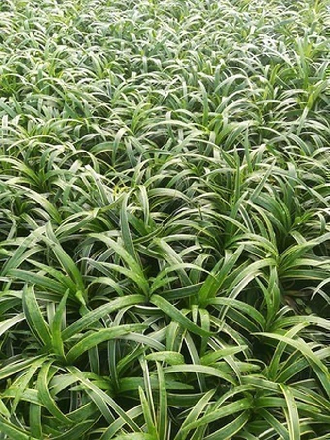 6x Leliegras - Liriope musc. 'Gold Banded' | 9x9 cm pot