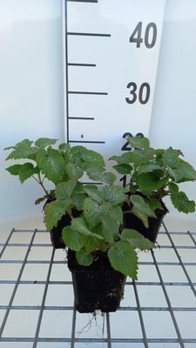 6x Dovenetel - Lamium orvala | 9x9 cm pot