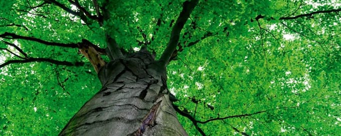 Fotobehang - Treetop 375x150cm - Vliesbehang