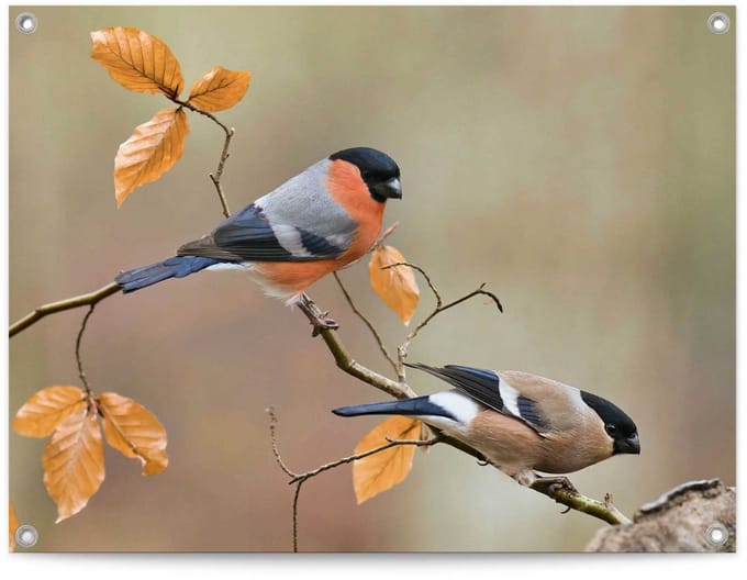Tuinposter Goudvink - 60 x 80 - Canvas - REINDERS