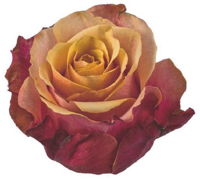 25x Rosa cherry brandy 50cm