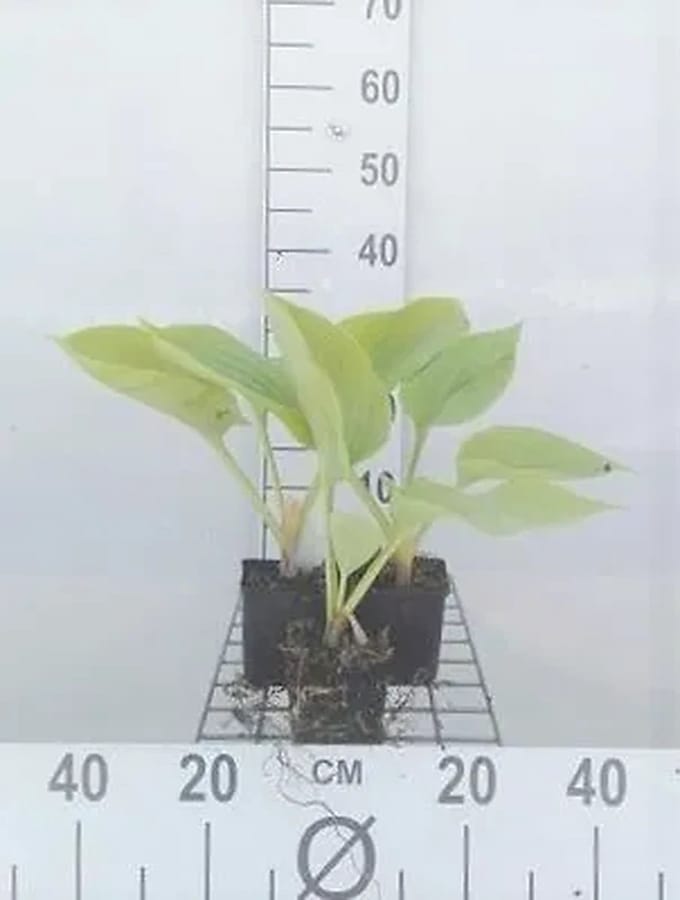 6x Funkia - Hosta hybr. 'Sum And Substance' | 9x9 cm pot