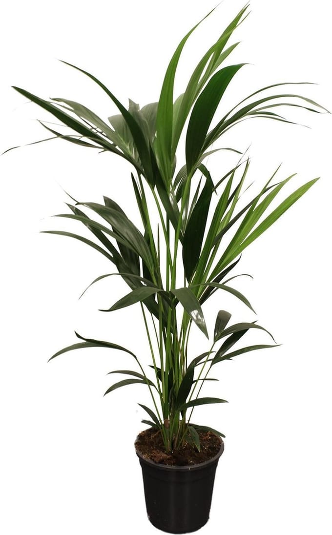 Howea Forsteriana (Kentia) - 100cm -Ø21 Groene Kamerplant -