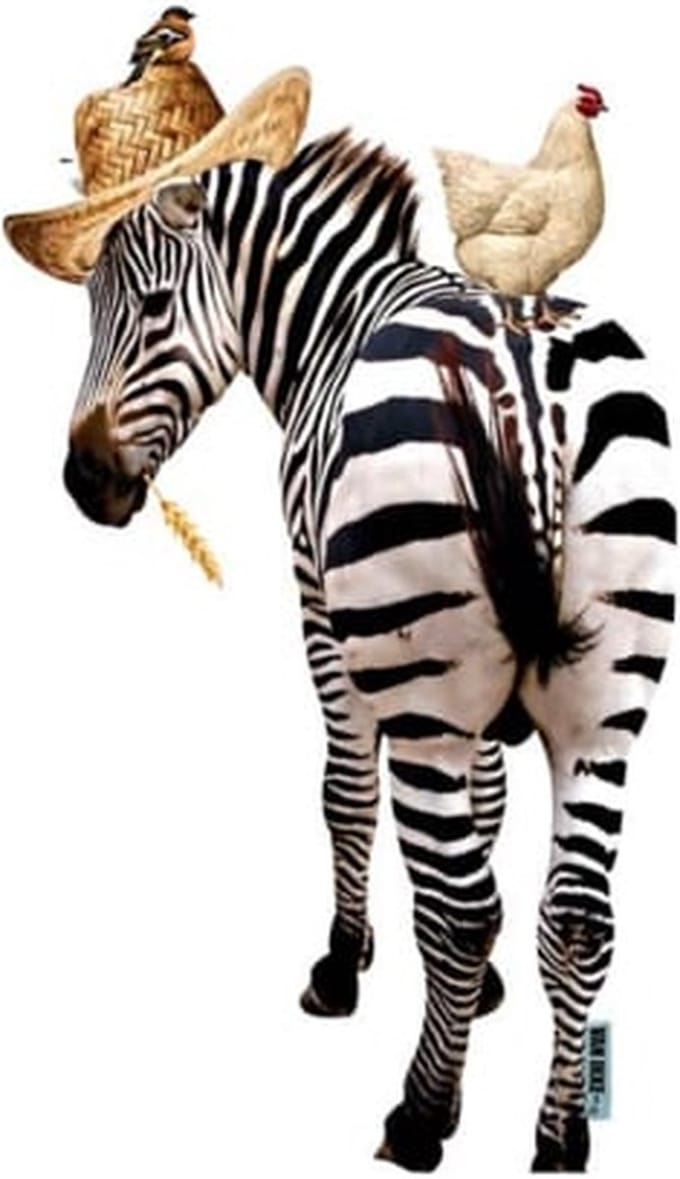Muursticker Zebra met kip