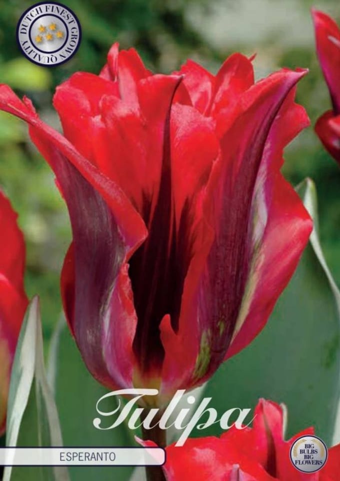 Esperanto Viridiflora Tulpenbollen 7 stuks bolmaat 12+
