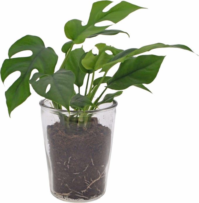 Monstera Minima | 35cm | incl. glazen vaas