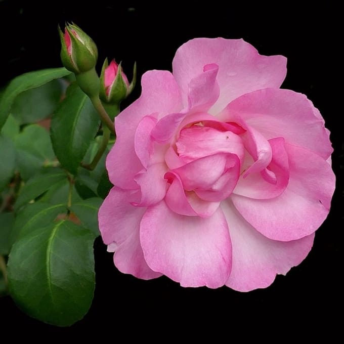 Rosa 'Centenaire de Lourdes' - Prachtige rozen voor in uw tuin