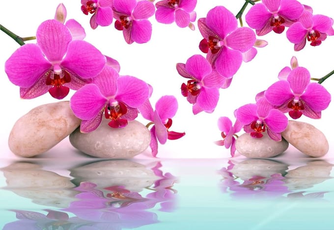 Fotobehang Flowers Orchids | PANORAMIC - 250cm x 104cm | 130g/m2 Vlies