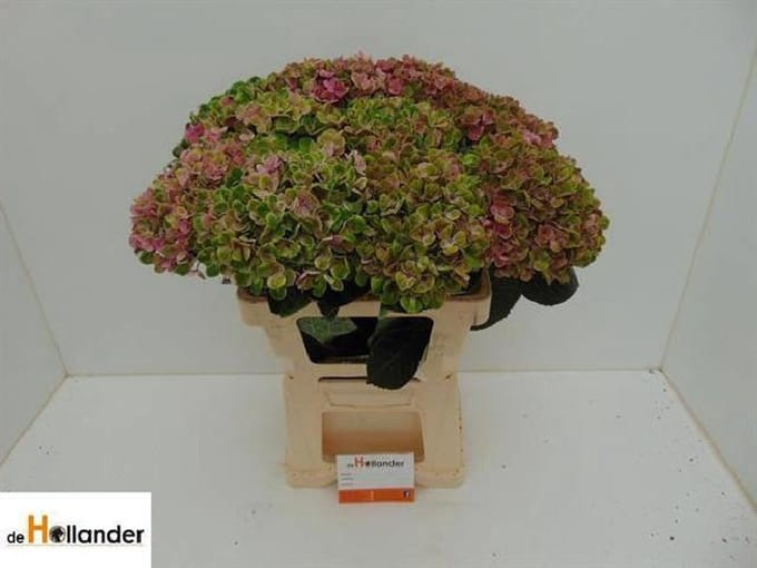 5x Hydr.mag.coral classic 60cm