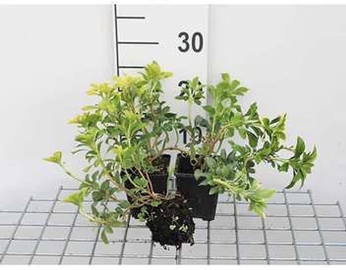12x Schaduwkruid - Pachysandra term. 'Green Sheen' | 9x9 cm pot