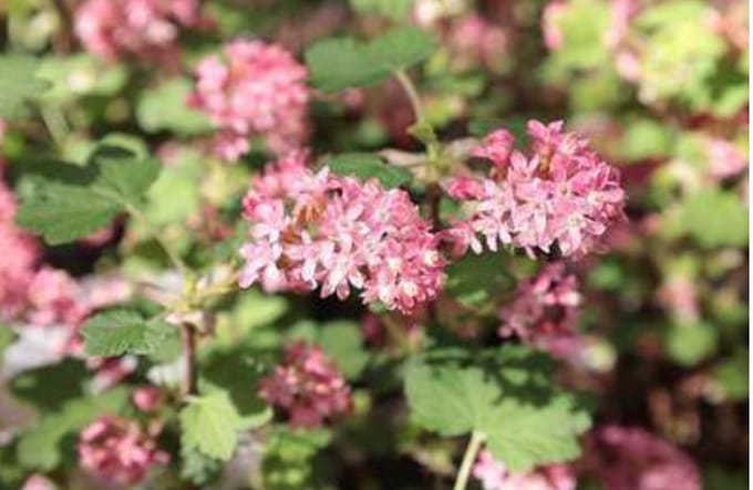 Ribes sanguineum 'Amore' - Siertrosbes 30 - 40 cm in pot