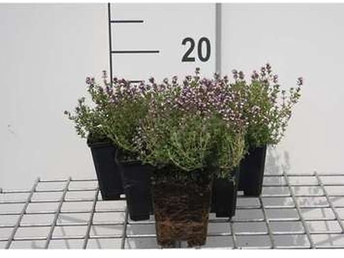6x Citroentijm - Thymus citr. 'Silver Queen' ('argenteus') | 9x9 cm pot