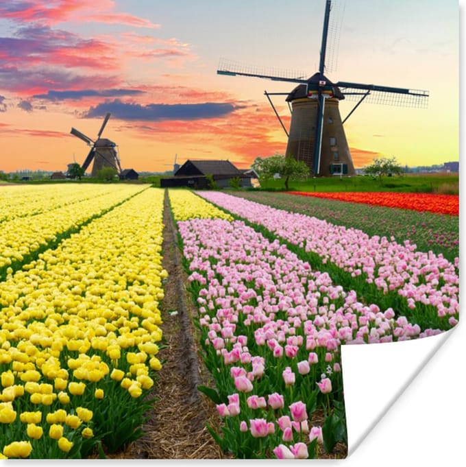 Poster Tulpen - Windmolen - Natuur - 75x75 cm