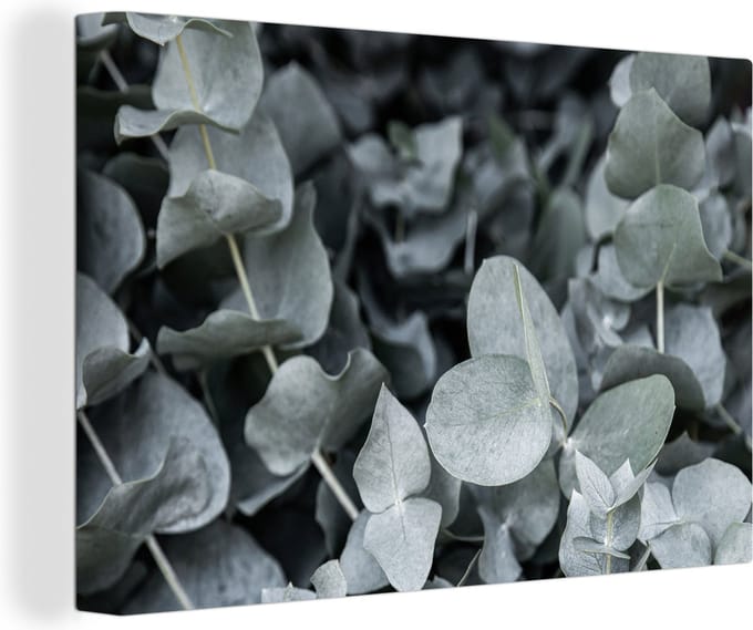 Canvas Schilderij Natuur - Planten - Eucalyptus - Bladeren - 30x20 cm - Wanddecoratie