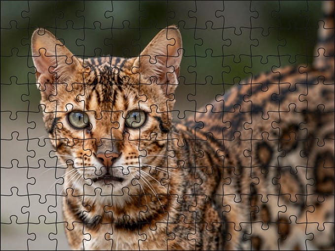 Puzzel Bengaalse kat | 120 stukjes | Dierenpuzzel | Kattenpuzzel
