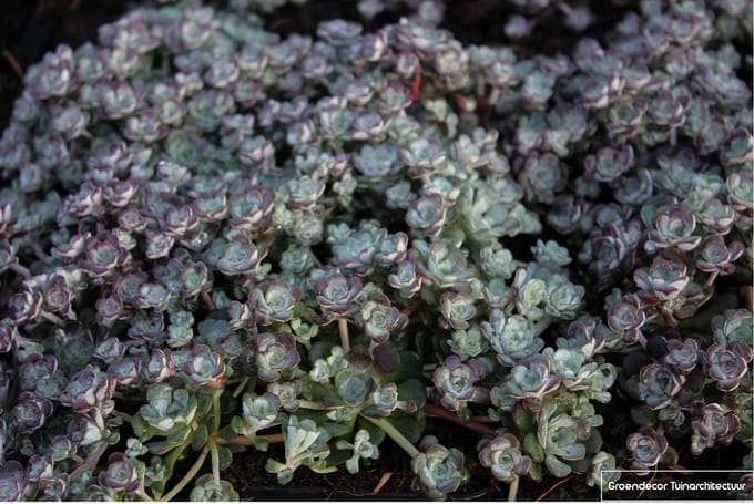 6x Vetkruid - Sedum spathulifolium ‘Cape Blanco’ | 9x9 cm pot