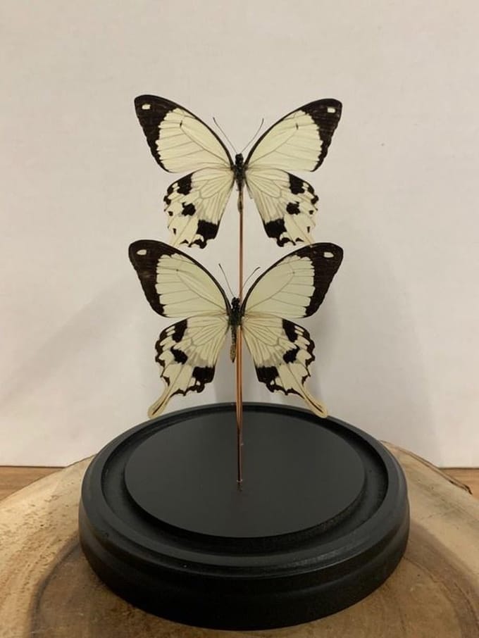 Stolp met Papilio Dardanus (2)