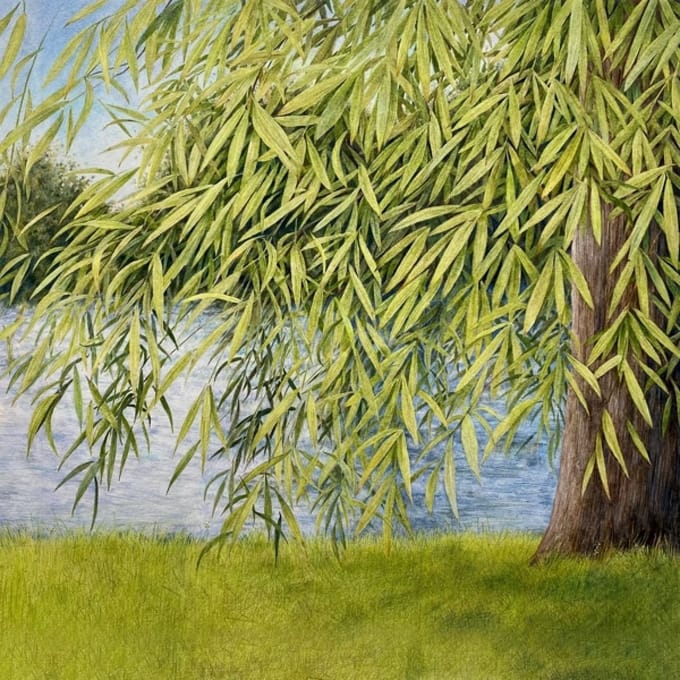 Nothing But Green Willow