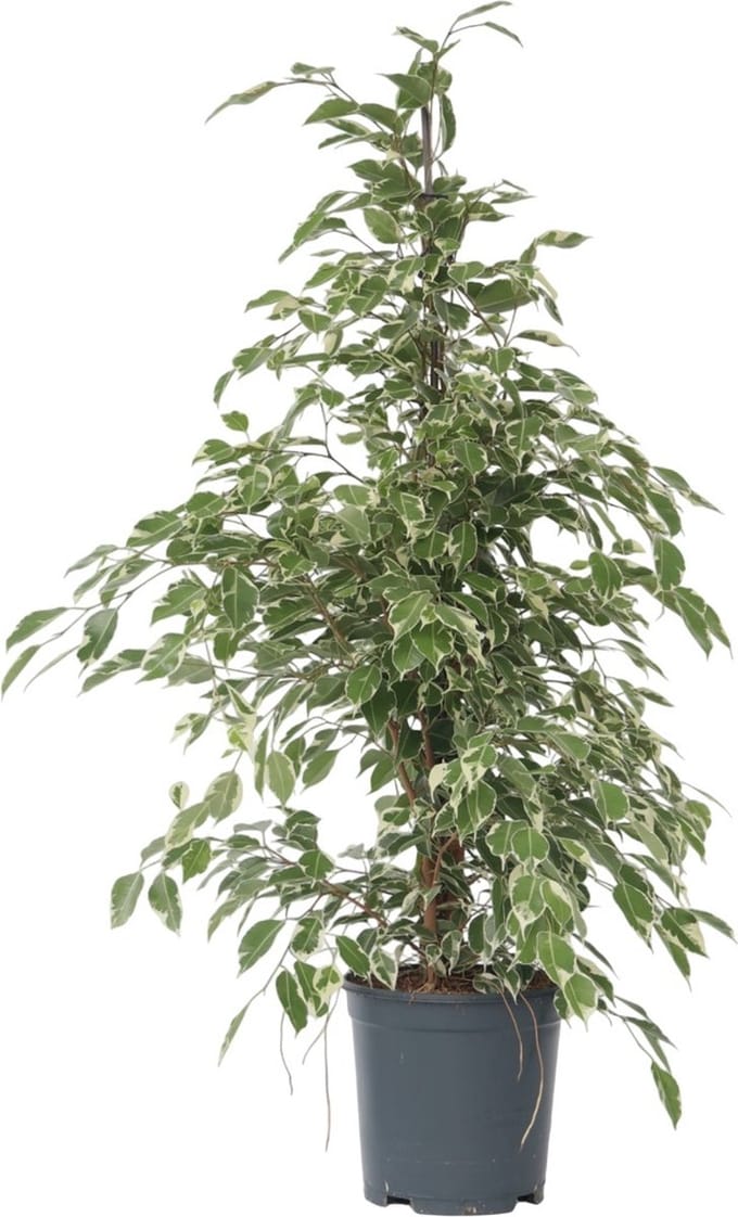 Plant in a Box - Ficus Benjamina Twilight - Echte Kamerplant Groot - Pot 21cm - Hoogte 100-110cm
