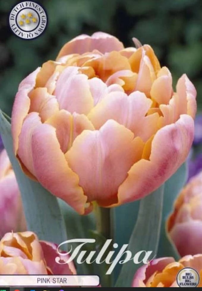Dutch Finest Quality bloembollen - Tulpen Tulp Double Late Pink Star x7 12/+s