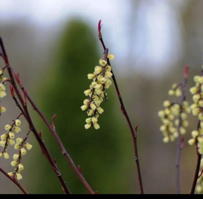 2 x Stachyurus chin. 'Celina' - Staartaar 40- 50 cm in pot