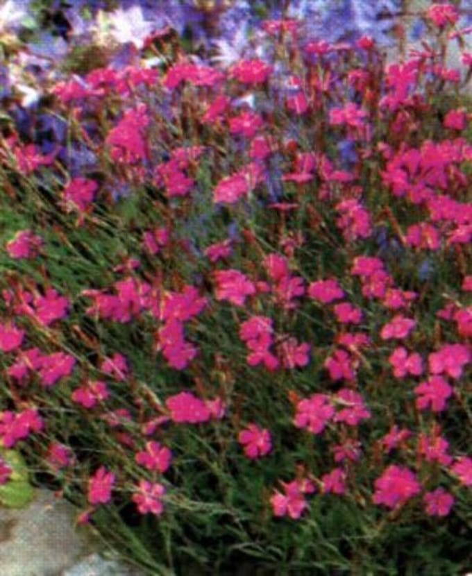 6 x Dianthus Deltoides 'Splendens' - Steenanjer pot 9x9cm