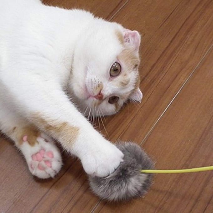CattyMan Speelgoed voor Katten, 2 Stokjes x 3 Pakjes () gray