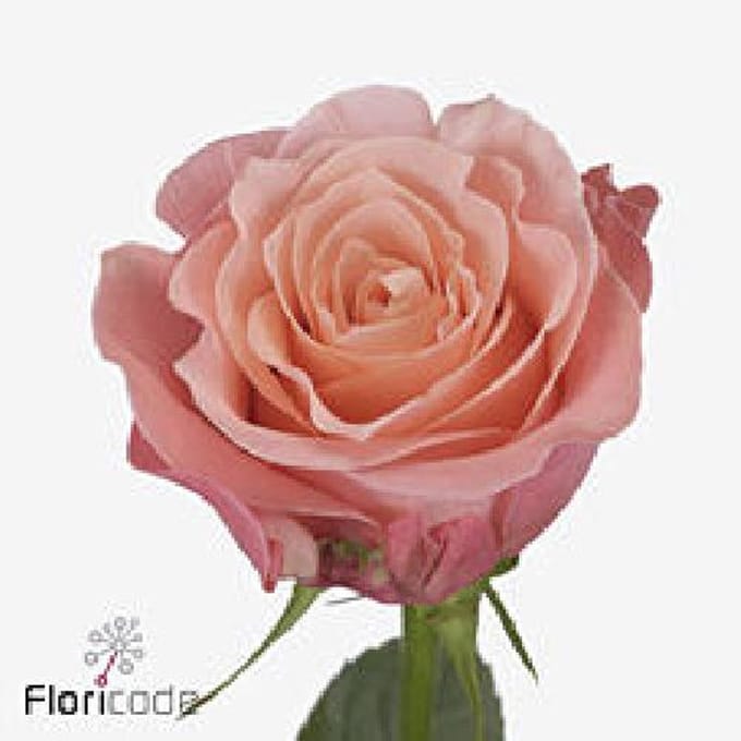 10x Rosa maureen 50cm