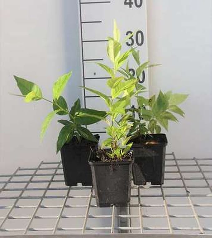 6x Stermaagdenpalm - Amsonia tabernaemontana | pot 9 x 9 cm