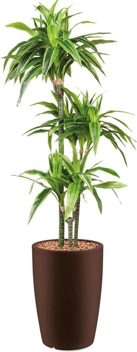 HTT - Kunstplant Dracaena Lemon Lime in Genesis rond bruin H150 cm