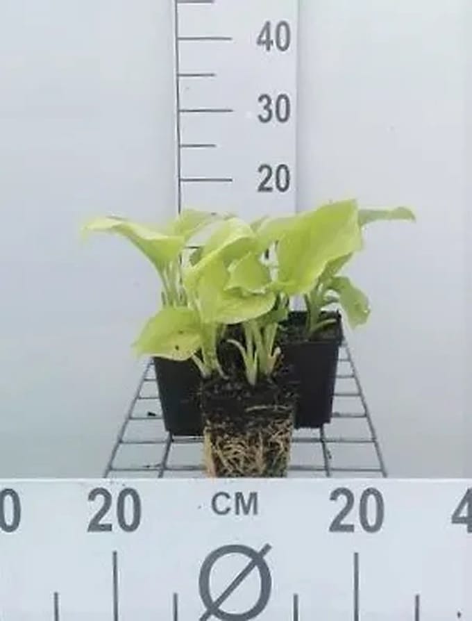 6x Funkia - Hosta plant. 'Grandiflora' | 9x9 cm pot