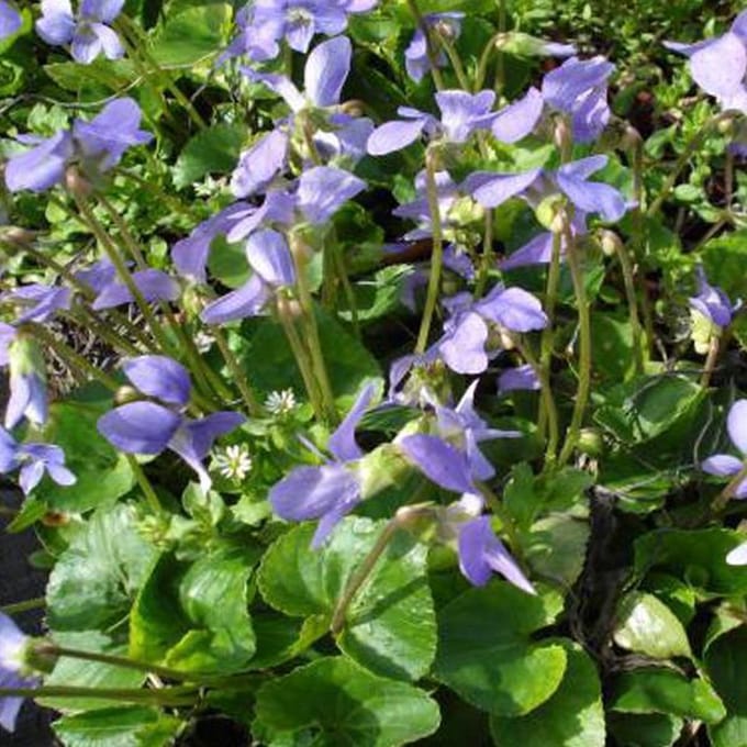 6 x Viola Sororia 'Blue Diamond' - Viooltje pot 9x9cm, blauwbloeiend en bodembedekkend