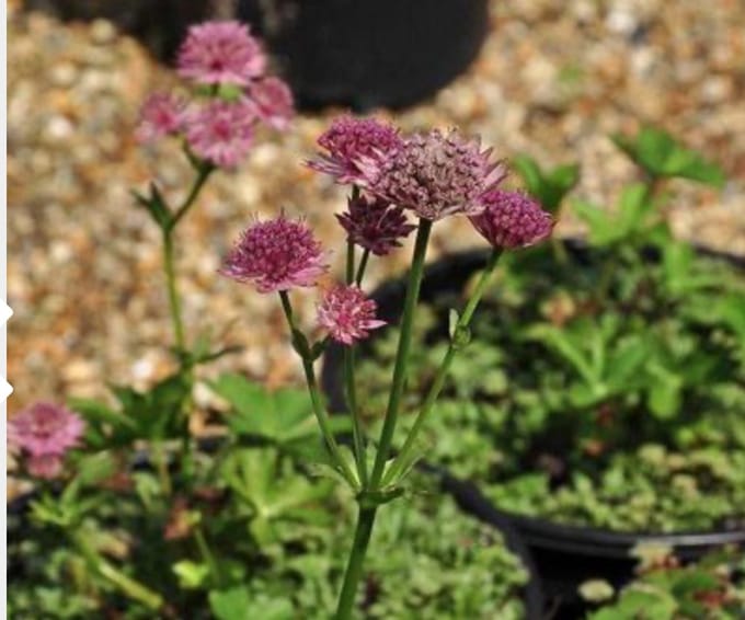 6 x ASTRANTIA MAJ. 'ROMA' - ZEEUWS KNOOPJE ) pot 9 x 9 cm
