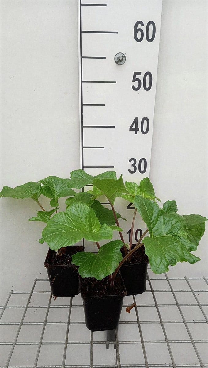 6x Stekelige bereklauw - Acanthus mol. 'Hollard's Gold' | 9x9 cm pot