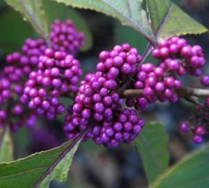 Callicarpa Bodinieri 'Profusion' - Schoonvrucht 40-60 cm in pot
