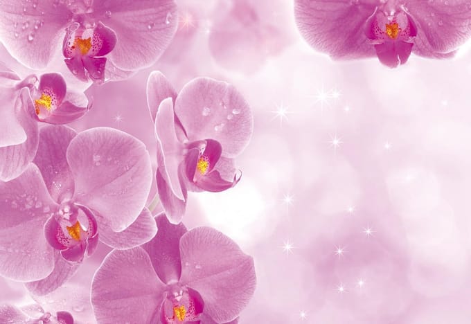 Poster | Roze , Wit | 104 x 70,5 cm
