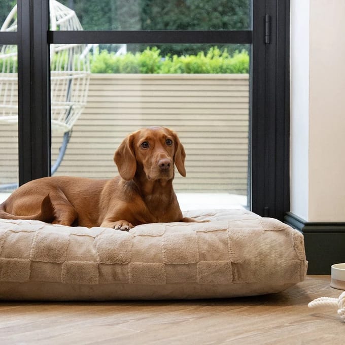 Orthopedisch Hondenkussen XL Beige L = 100 cm L