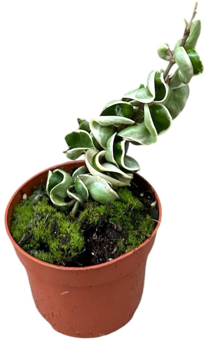 Hoya Compacta Variegata Kamerplant Potmaat Ø10,5 cm |Vers Van De Kweker