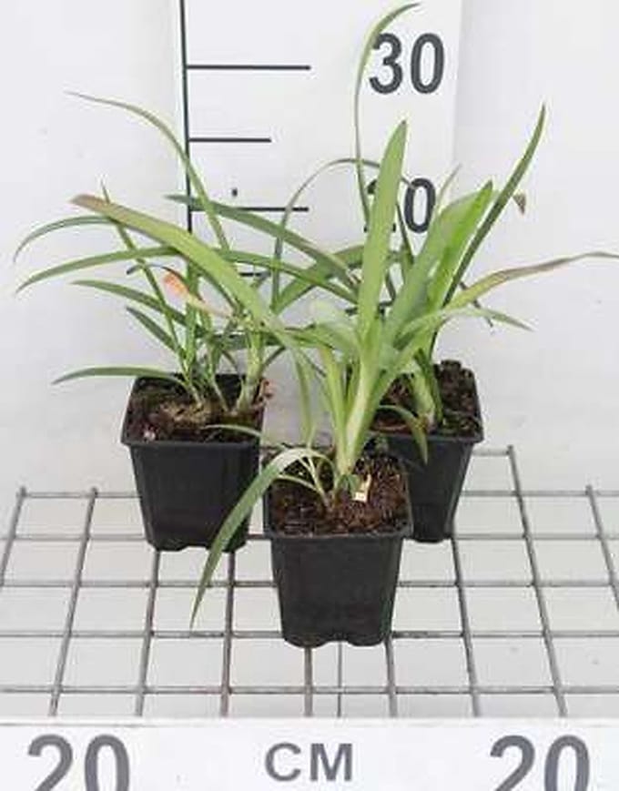 6x Afrikaanse lelie - Agapanthus africanus | 9x9 cm pot