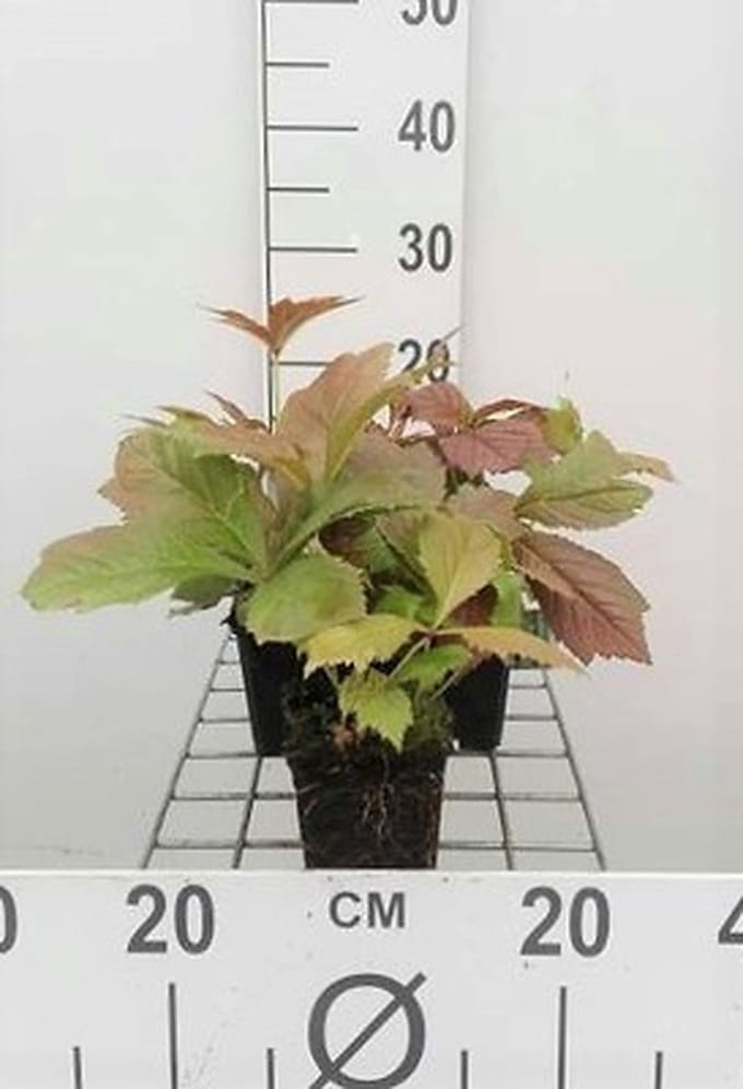 6x Kijkblad - Rodgersia pod. 'Braunlaub' | 9x9 cm pot