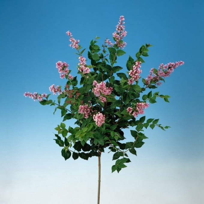 Plants Online BV - Planten - Tuinplanten - Heesters - Set van 1 - Dwergsering 'Josée'