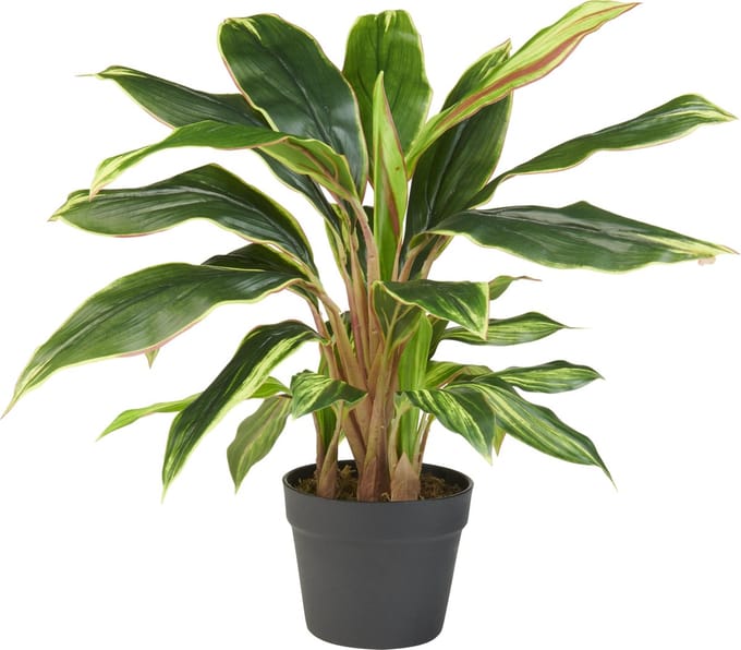 Kunstplant Cordyline breedbladig H60cm - HTT Decorations kunstplanten