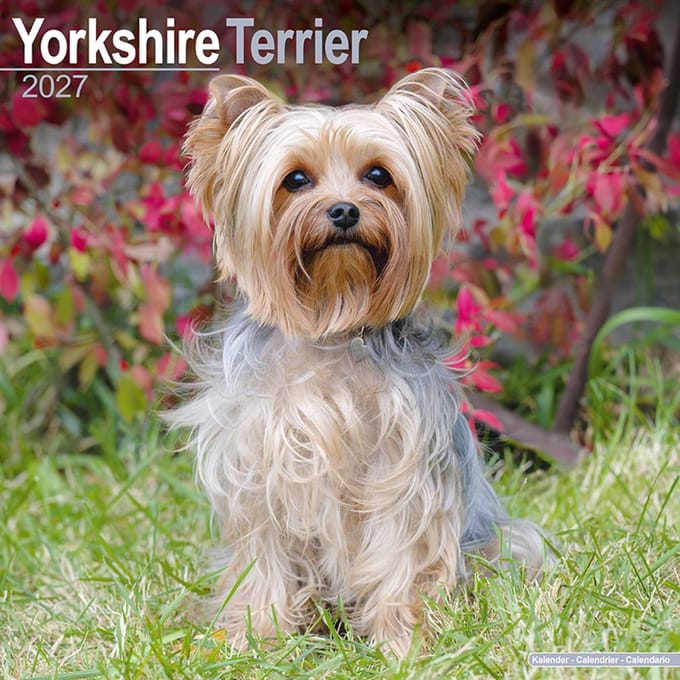 Yorkshire Terrier Kalender 2027