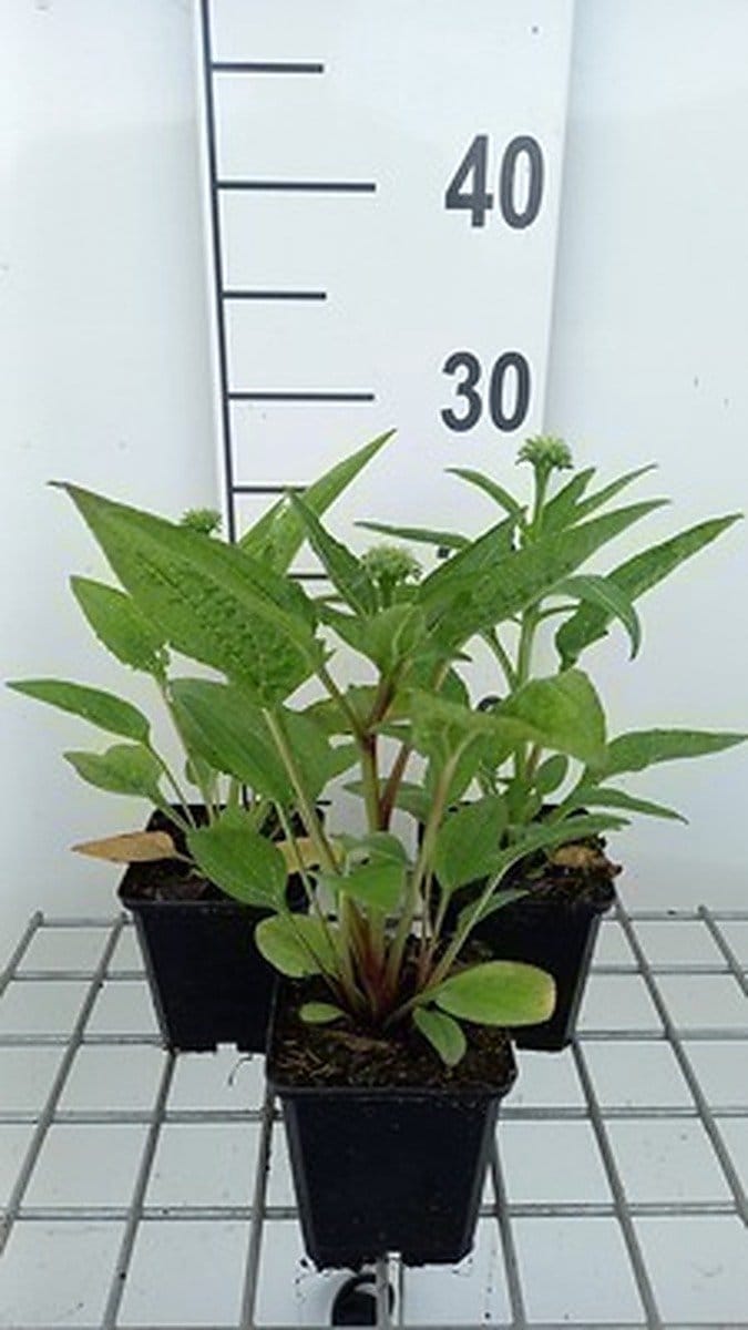 6x Zonnehoed - Echinacea purp. Lakota Orange' | pot 9 x 9 cm