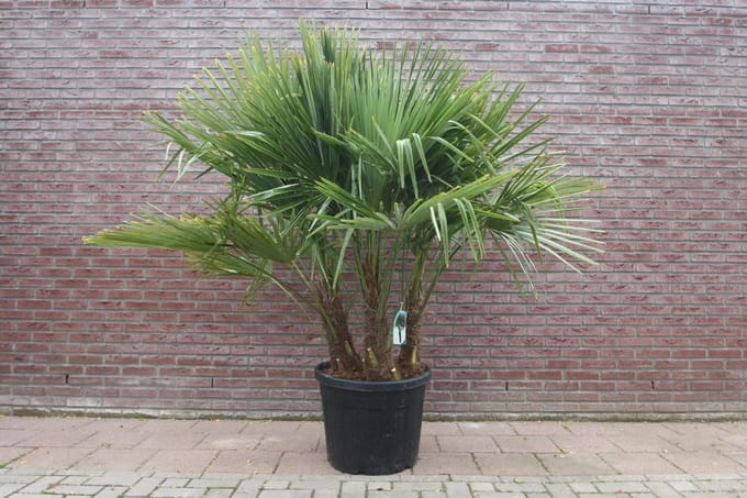 Palmboom - Trachycarpus Fortunei Multistam