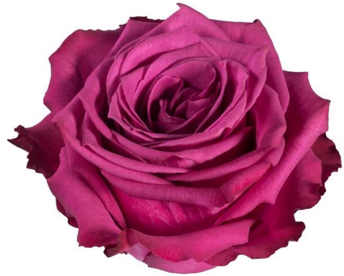 20x Rosa blueberry 50cm