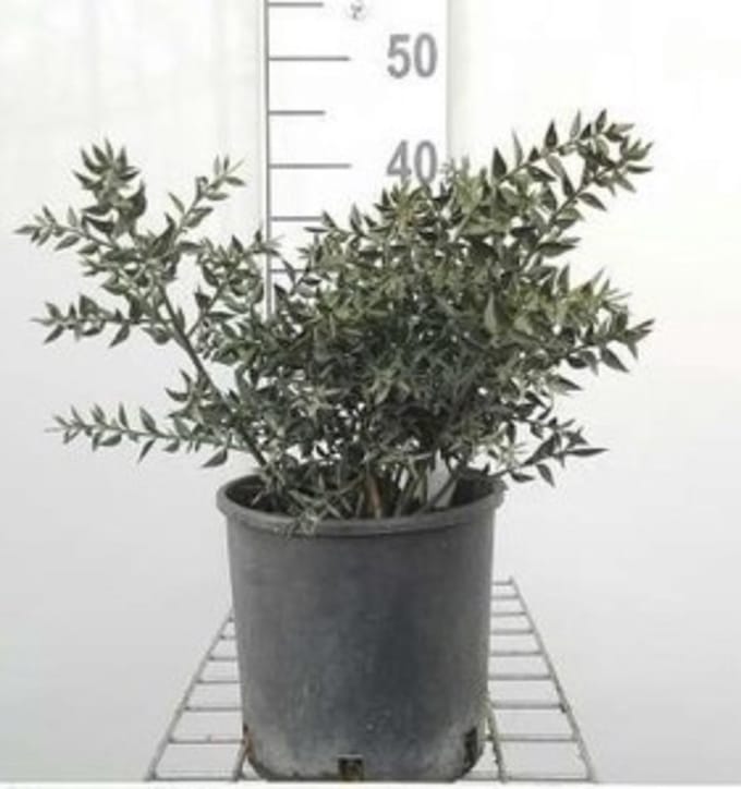 Ruscus aculeatus - Slagersbezem 30 - 40 cm in pot