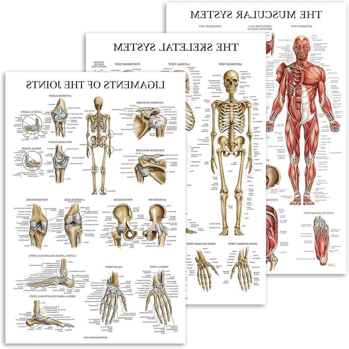 Anatomie Poster Set - Leren Kaarten - Studie Hulp - Gelamineerd Dubbelzijdig - 45x60 cm - Goud