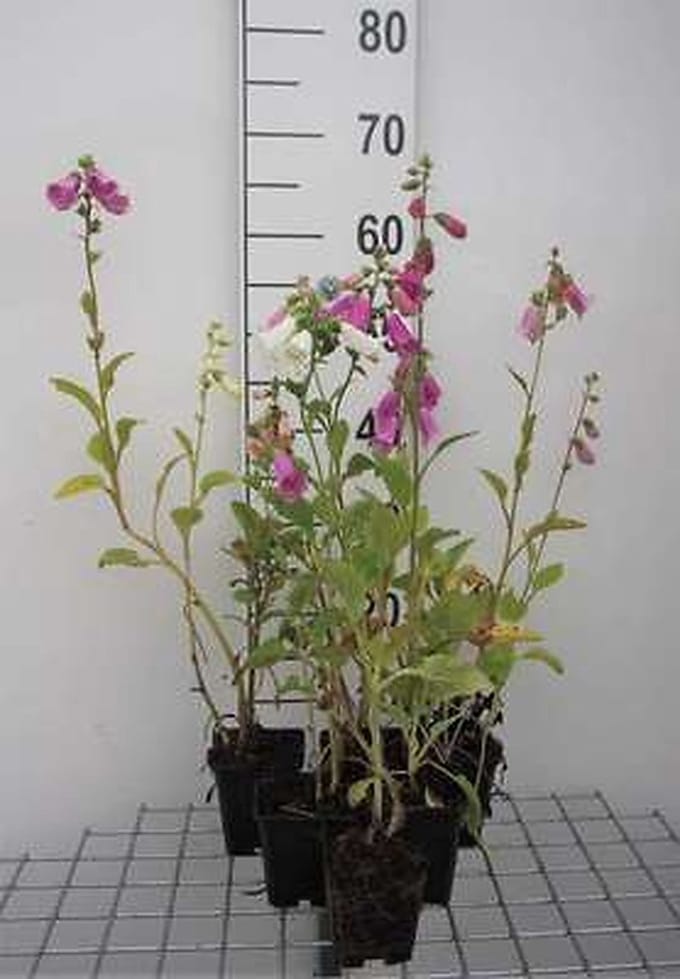 6x Vingerhoedskruid - Digitalis purp. Gloxiniiflora' | 9x9 cm pot