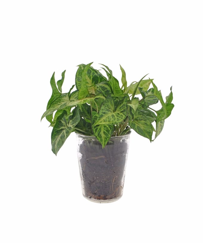 Syngonium | Arrow | 30cm | Vaas glas